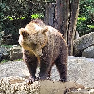 European brown bear -Parc Animalier des Pyrénées (2023)