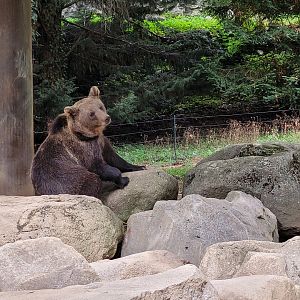 European brown bear -Parc Animalier des Pyrénées (2023)
