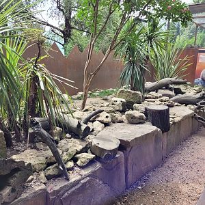 Dwarf mongoose exhibit -Parc Animalier des Pyrénées (2023)