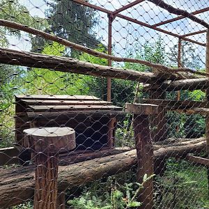 Binturong exhibit -Parc Animalier des Pyrénées (2023)