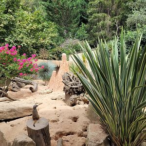 Meerkat exhibit -Parc Animalier des Pyrénées (2023)