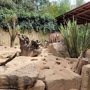Meerkat exhibit -Parc Animalier des Pyrénées (2023)