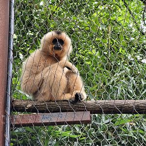Red-cheeked gibbon -Parc Animalier des Pyrénées (2023)