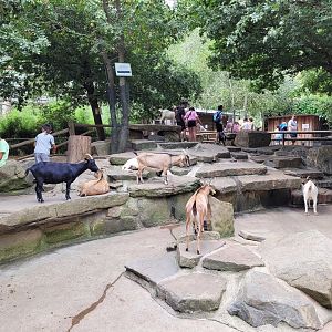 Alpaca and West African pygmy goat exhibit -Parc Animalier des Pyrénées (2023)