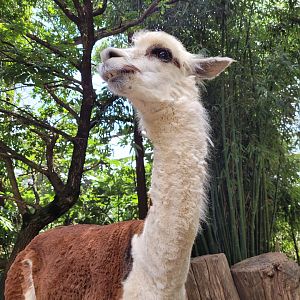 Alpaca -Parc Animalier des Pyrénées (2023)
