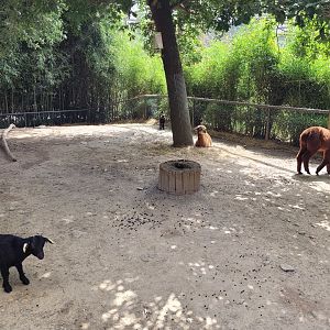Alpaca and West African pygmy goat exhibit -Parc Animalier des Pyrénées (2023)