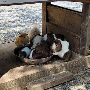 Guinea pig -Parc Animalier des Pyrénées (2023)