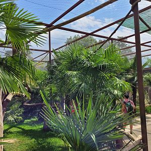 Ring-tailed lemur and Red-ruffed lemur exhibit -Parc Animalier des Pyrénées (2023)