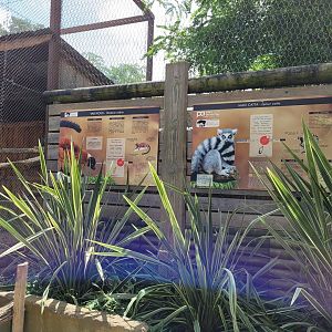 Ring-tailed lemur and Red-ruffed lemur signae -Parc Animalier des Pyrénées (2023)