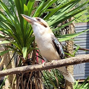 Laughing kookaburra -Parc Animalier des Pyrénées (2023)