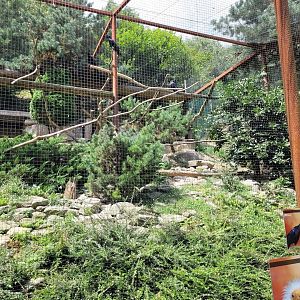 Western Egyptian vulture and Common raven exhibit -Parc Animalier des Pyrénées (2023)