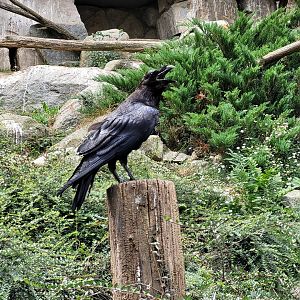 Common raven -Parc Animalier des Pyrénées (2023)