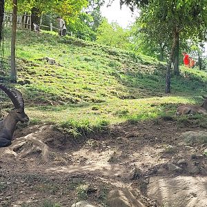 Iberian ibex and Alpine ibex exhibit -Parc Animalier des Pyrénées (2023)