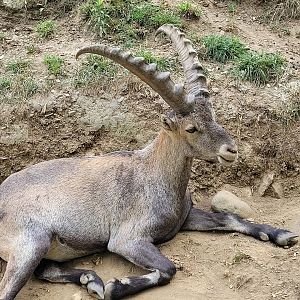 Alpine ibex -Parc Animalier des Pyrénées (2023)