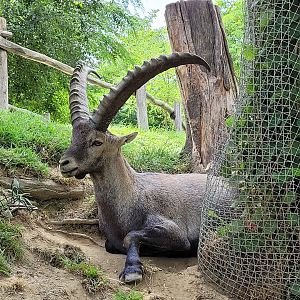 Alpine ibex -Parc Animalier des Pyrénées (2023)