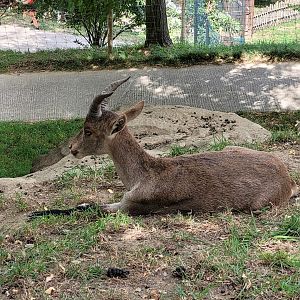 Iberian ibex -Parc Animalier des Pyrénées (2023)