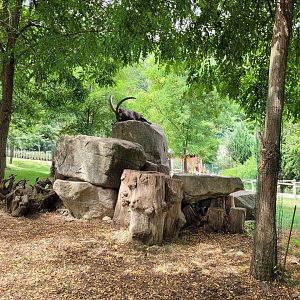 Iberian ibex and Alpine ibex exhibit -Parc Animalier des Pyrénées (2023)