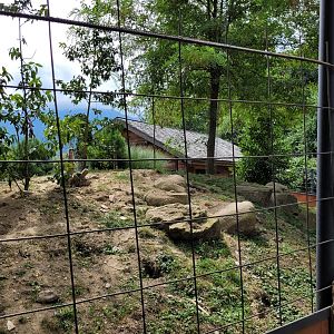 Meerkat exhibit -Parc Animalier des Pyrénées (2023)