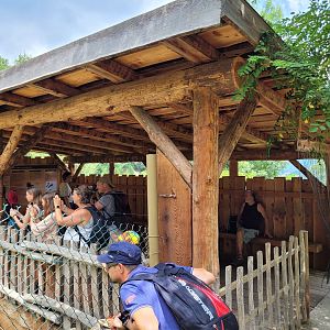 Mackenzie valley wolf viewing point -Parc Animalier des Pyrénées (2023)