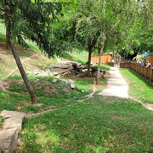 Bush dog exhibit -Parc Animalier des Pyrénées (2023)