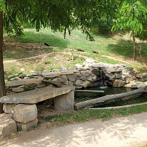 Bush dog exhibit -Parc Animalier des Pyrénées (2023)