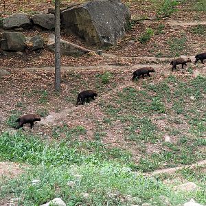 A bush dog line -Parc Animalier des Pyrénées (2023)