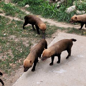 Bush dogs -Parc Animalier des Pyrénées (2023)