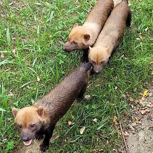 Bush dogs -Parc Animalier des Pyrénées (2023)