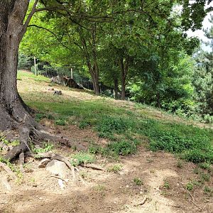 Pyrenean chamois exhibit -Parc Animalier des Pyrénées (2023)