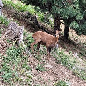 Pyrenean chamois -Parc Animalier des Pyrénées (2023)
