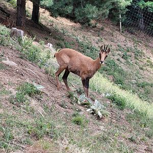 Pyrenean chamois -Parc Animalier des Pyrénées (2023)