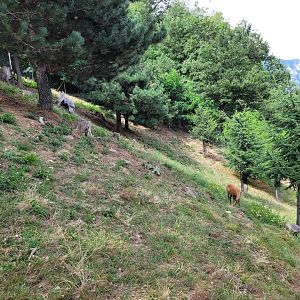 Pyrenean chamois exhibit -Parc Animalier des Pyrénées (2023)