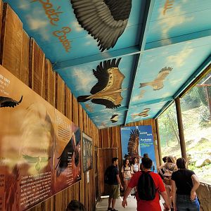 "Vallée des Vautours" displays -Parc Animalier des Pyrénées (2023)