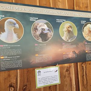 Vultures of Europe -Parc Animalier des Pyrénées (2023)