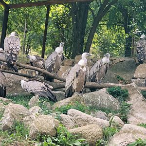 Western eurasian griffon vultures -Parc Animalier des Pyrénées (2023)