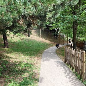 Pyrenean chamois exhibit -Parc Animalier des Pyrénées (2023)