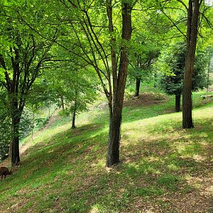 Pyrenean chamois exhibit -Parc Animalier des Pyrénées (2023)