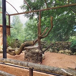 South African bat-eared fox exhibit -Parc Animalier des Pyrénées (2023)