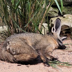 South African bat-eared fox -Parc Animalier des Pyrénées (2023)