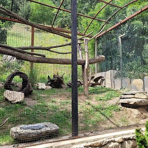 Fennec fox exhibit -Parc Animalier des Pyrénées (2023)