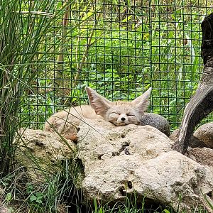 Fennec fox -Parc Animalier des Pyrénées (2023)