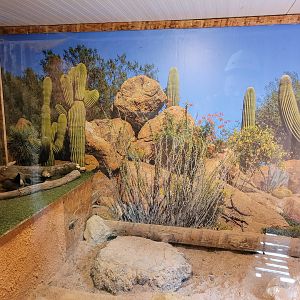 South African bat-eared fox indoors exhibit -Parc Animalier des Pyrénées (2023)