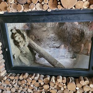 Fennec fox indoors exhibit -Parc Animalier des Pyrénées (2023)