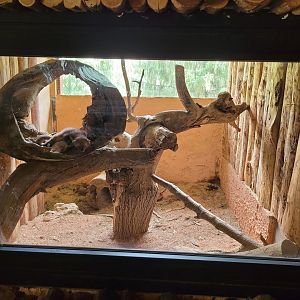 Beech marten exhibit -Parc Animalier des Pyrénées (2023)