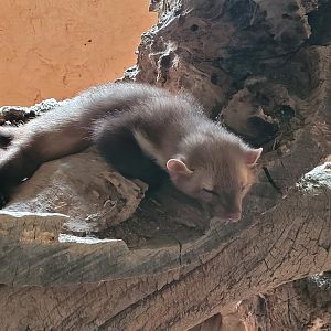Beech marten -Parc Animalier des Pyrénées (2023)