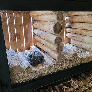 Common genet exhibit -Parc Animalier des Pyrénées (2023)