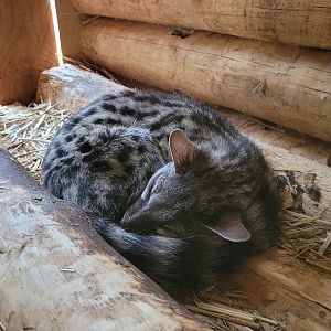 Common genet -Parc Animalier des Pyrénées (2023)