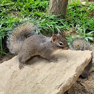 Pére David's rock squirrel -Parc Animalier des Pyrénées (2023)