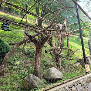 Prevost's squirrel exhibit -Parc Animalier des Pyrénées (2023)