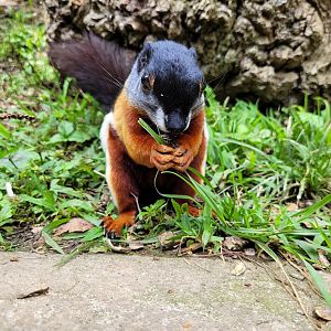 Prevost's squirrel -Parc Animalier des Pyrénées (2023)